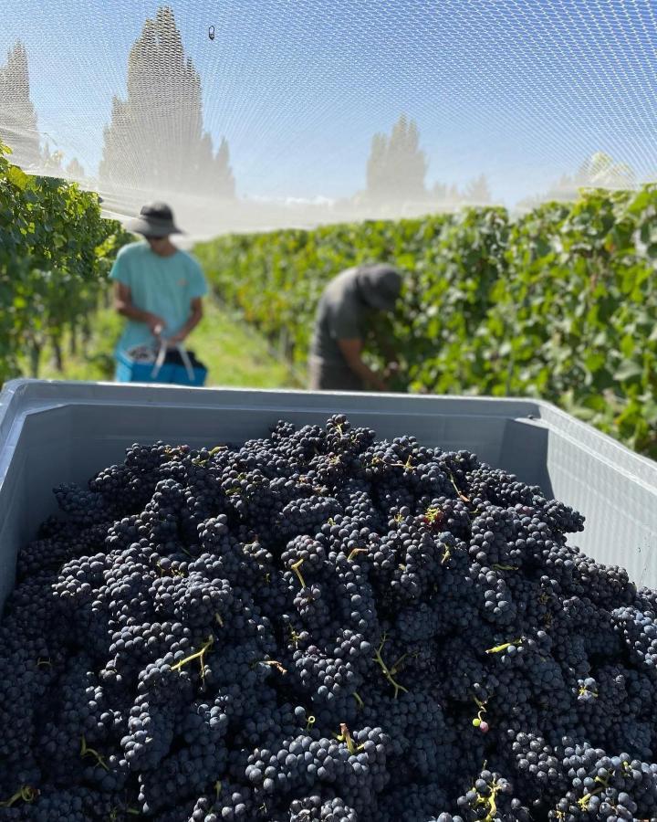 'The Crib' On Legacy Vineyard Villa Alexandra Buitenkant foto