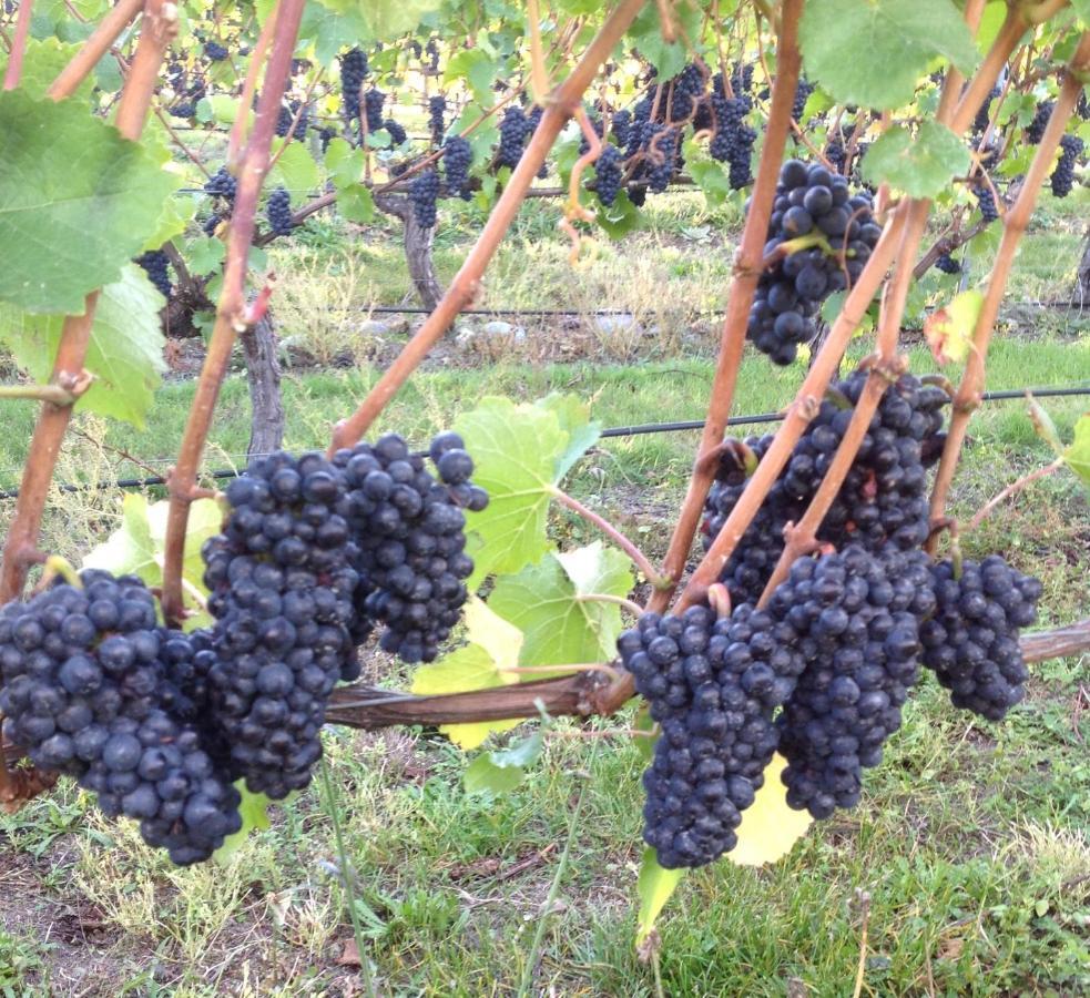 'The Crib' On Legacy Vineyard Villa Alexandra Kamer foto